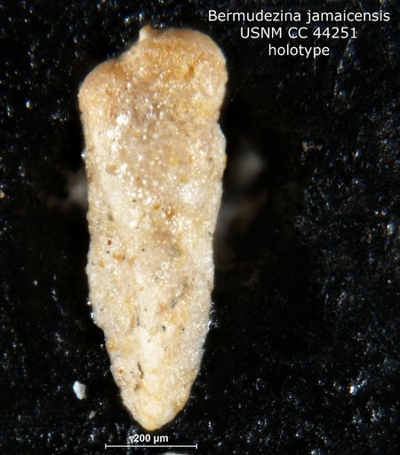 Bermudezina jamaicensis Cushman & Todd, 1945
