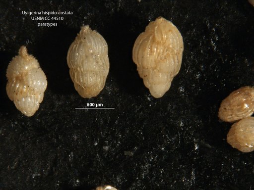 Uvigerina hispido-costata Cushman & Todd, 1945