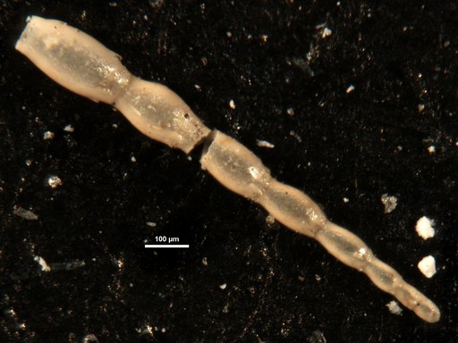 Ellipsonodosaria calvertensis Cushman, 1948