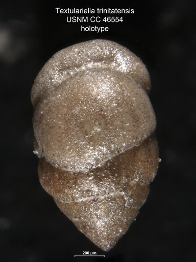 Textulariella trinitatensis Cushman & Renz, 1946