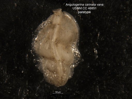 Angulogerina carinata var. vana Todd, 1948