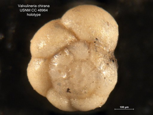 Valvulineria chirana Cushman & Stone, 1947