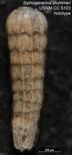 Siphogenerina plummeri Cushman, 1926