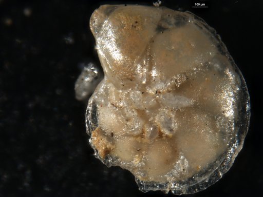 Robulus jamaicensis Cushman & Todd, 1945