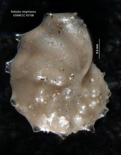 Robulus virginianus Cushman & Cederstrom, 1949