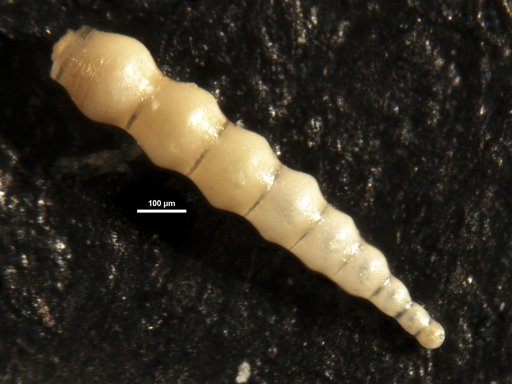 Nodosaria mexicana Cushman, 1925