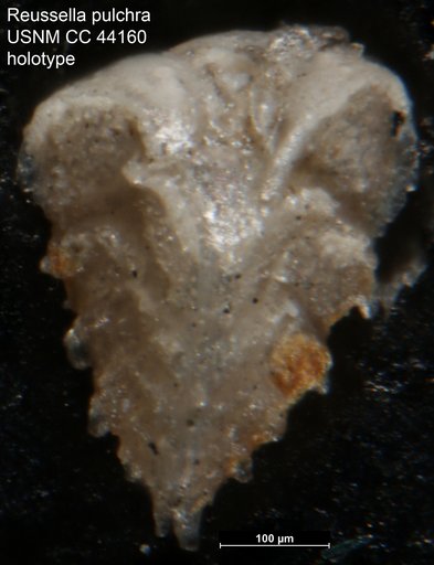 Reussella pulchra Cushman, 1945