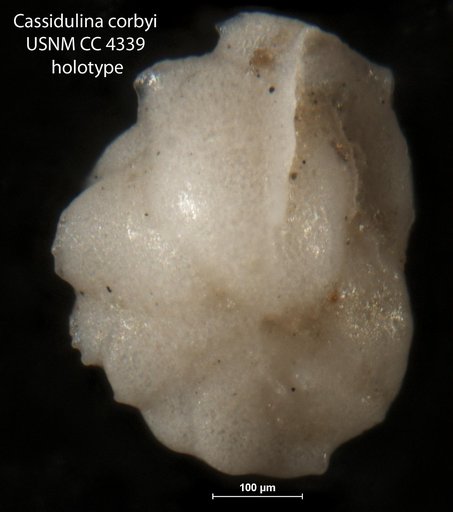 Cassidulina corbyi Cushman & Hughes, 1925