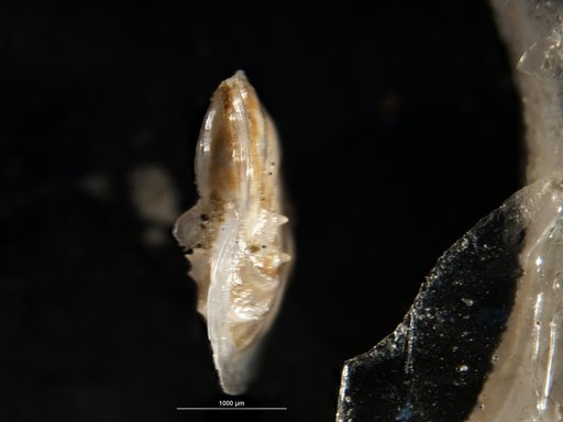 Robulus pseudocassis Cushman & Gray, 1946
