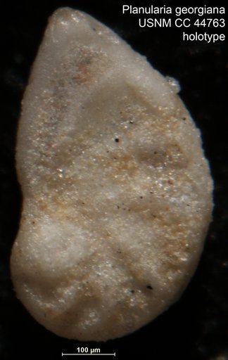 Planularia georgiana Cushman & Herrick, 1945