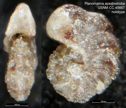 Planomalina apsidostroba Loeblich & Tappan Loeblich, 1946