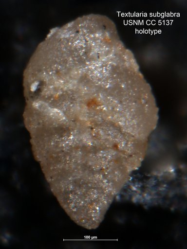 Textularia subglabra Cushman, 1926