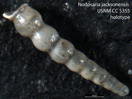 Nodosaria jacksonensis Cushman & Applin, 1926