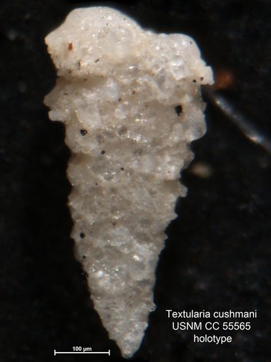 Textularia cushmani Said, 1949