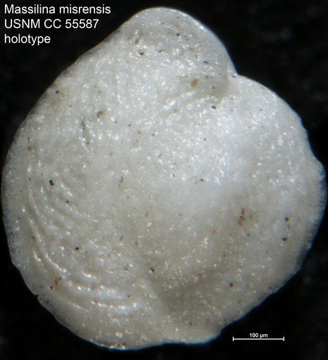 Massilina misrensis Said, 1949