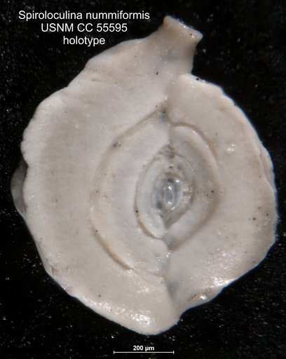Spiroloculina nummiformis Said, 1949