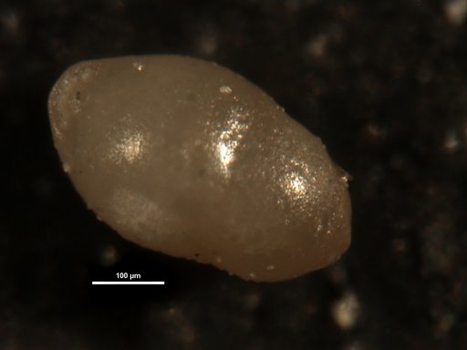 Ellipsopleurostomella curta Cushman, 1926