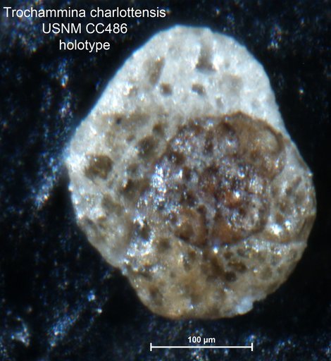 Trochammina charlottensis Cushman, 1925