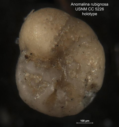 Anomalina rubiginosa Cushman, 1926