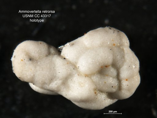 Ammovertella retrorsa Cushman & Stainforth, 1945