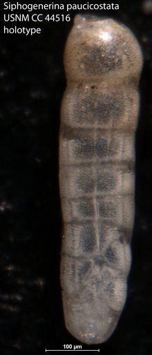 Siphogenerina paucicostata Cushman & Todd, 1945