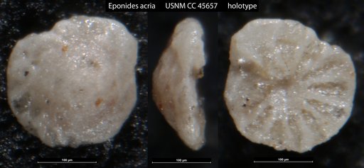 Eponides acria Loeblich & Tappan, 1946