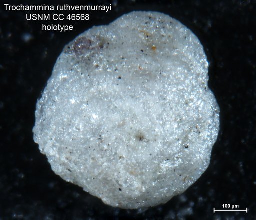 Trochammina ruthvenmurrayi Cushman & Renz, 1946