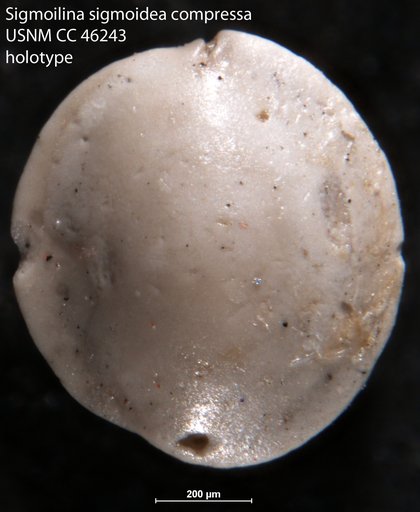 Sigmoilina sigmoidea var. compressa Cushman, 1946