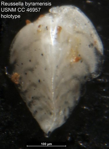Reussella byramensis Cushman & Todd, 1946
