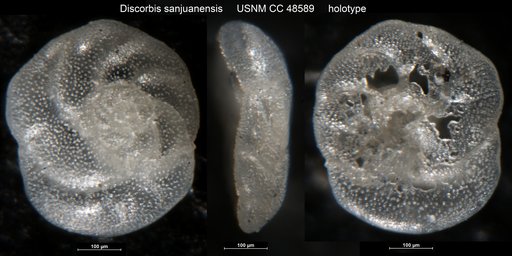 Discorbis sanjuanensis Cushman & Todd, 1947