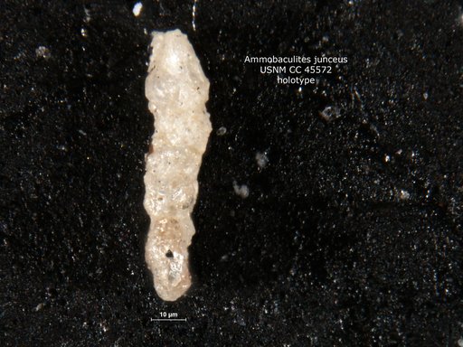 Ammobaculites junceus Cushman & Applin, 1946