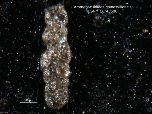 Ammobaculoides gainesvillensis Loeblich & Tappan, 1946