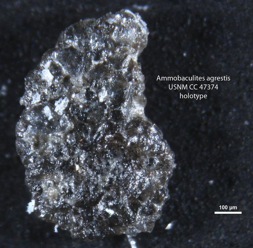 Ammobaculites agrestis Cushman & Applin, 1947