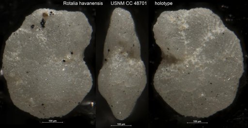 Rotalia havanensis Cushman & Bermúdez, 1947