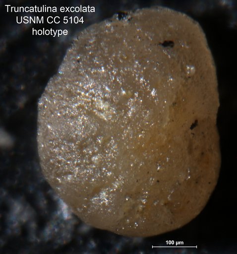 Truncatulina excolata Cushman, 1926