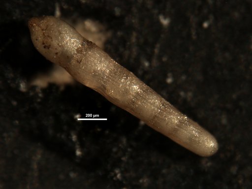 Nodosaria fontannesi var. velascoensis Cushman, 1926