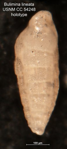 Bulimina lineata Cushman & Stainforth, 1947