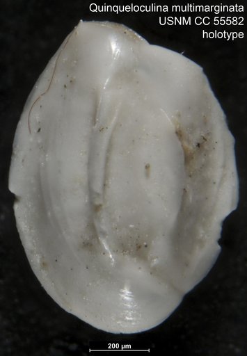 Quinqueloculina multimarginata Said, 1949