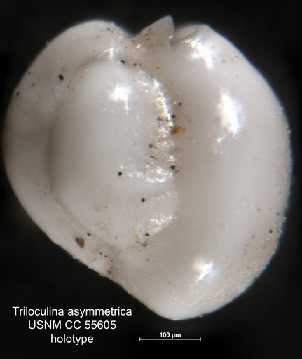 Triloculina asymmetrica Said, 1949