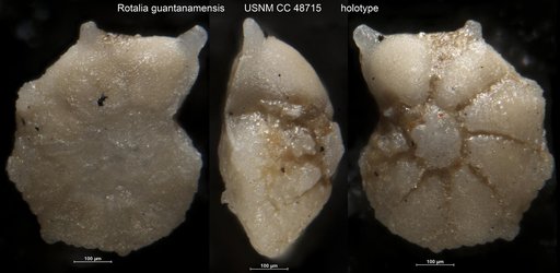Rotalia guantanamensis Cushman & Bermúdez, 1947