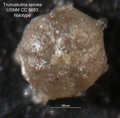 Truncatulina spinea Cushman, 1926
