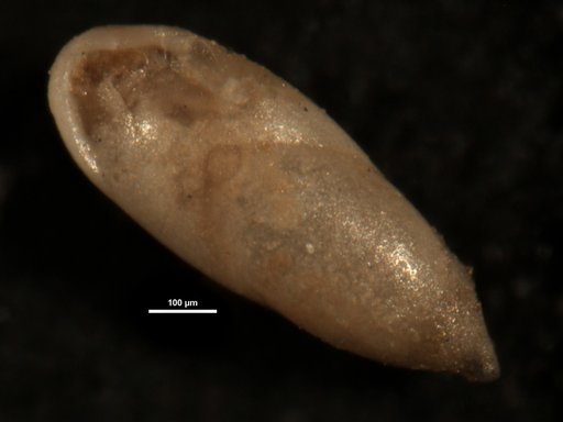 Pleurostomella alazanensis Cushman, 1925
