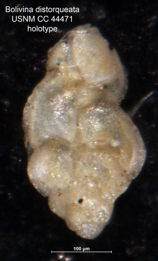 Bolivina ? distorqueata Cushman & Todd, 1945