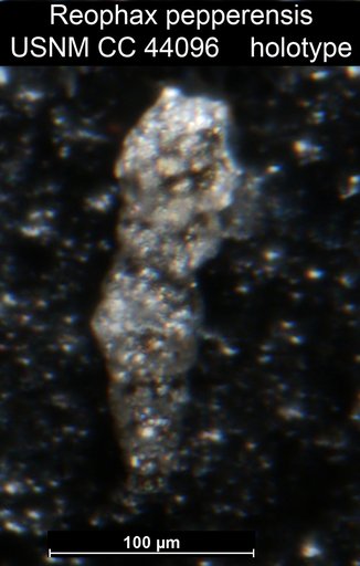 Reophax pepperensis Loeblich, 1946
