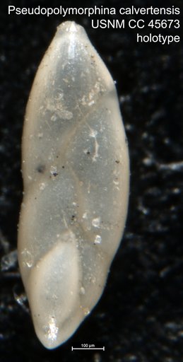 Pseudopolymorphina calvertensis Cushman, 1948