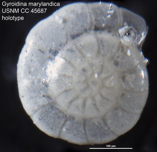 Gyroidina marylandica Cushman, 1948