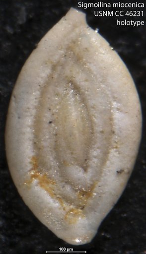 Sigmoilina miocenica Cushman, 1946