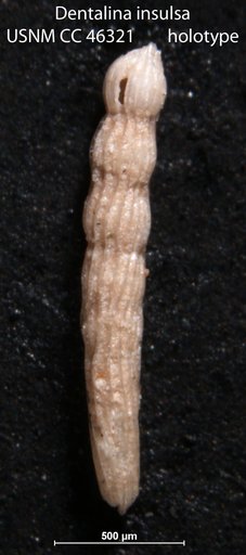 Dentalina insulsa Cushman, 1947