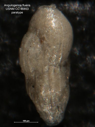 Angulogerina fluens Todd, 1948