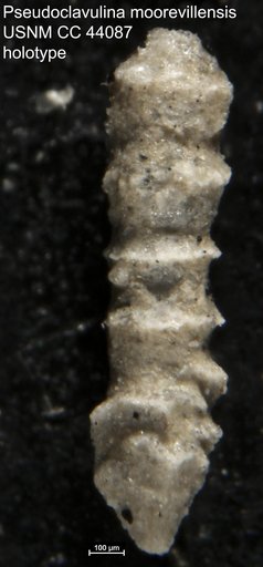 Pseudoclavulina moorevillensis Cushman & Applin, 1945